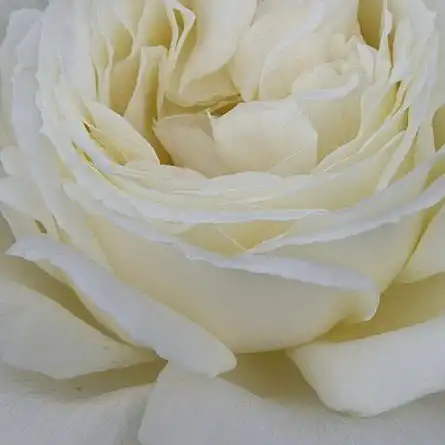 - - Trandafiri - Jeanne Moreau® - 